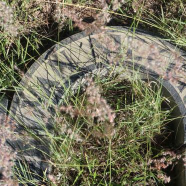 NIEKERK Gert, van 1904-1983 &amp; Hettie SMITH 1906-1968