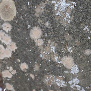 HAEUTLE Henry Orten -187? &amp; Francis -18??