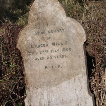 WILLIE ? Racoo -1908