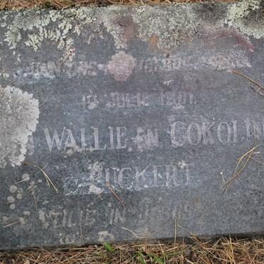 PUCKERT Wallie -1901 &amp; Cokoline -1901