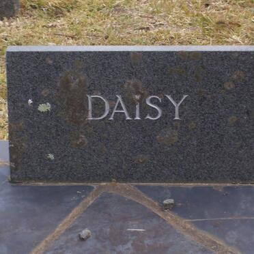 SHAW Daisy