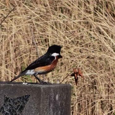 5. Avian visitor to the cemetery