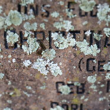 OELOFSE Andries J. 1887-1964 &amp;  Christina W. BOTHA 1870-1943