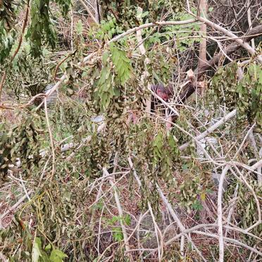 1. Overview / Oorsig