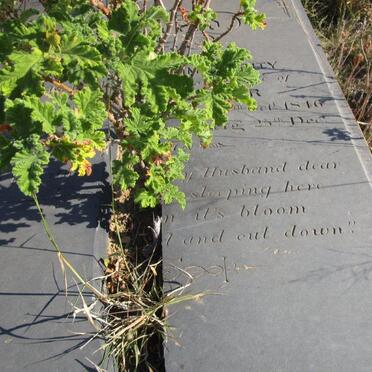 WEBSTER Mary Ann Emma Verity nee FRANCIS 1846-19??