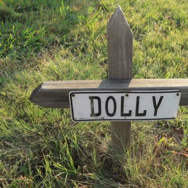 ? Dolly