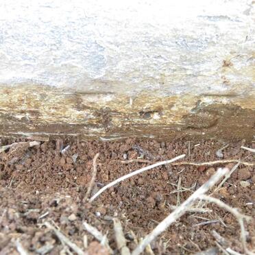 STEYN Judith Francis Tladi 1954-1956