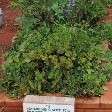 SATTAR Rukshana Haroon -2019