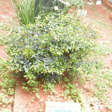 CASSIM Ebrahim Ahmed -2015