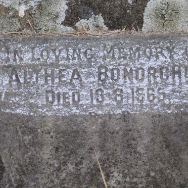 BONORCHIS Anthea -1965