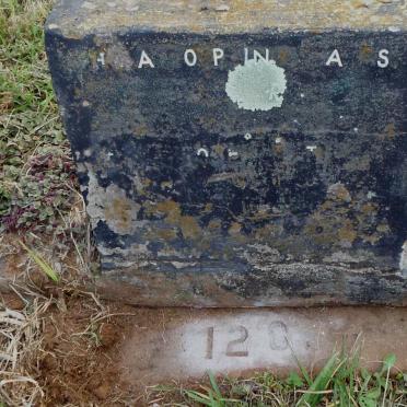 GATES Heila Hylo Dolphina -1989