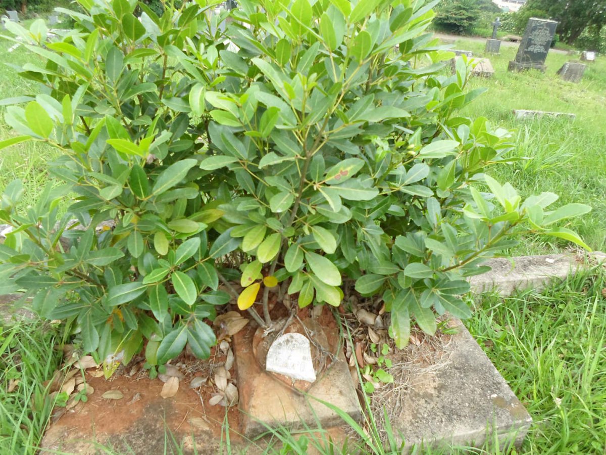 LYLE Jean Dorothy -1941