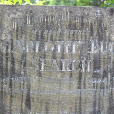 SEARCH Charlotte Lucy -1928 :: MERCER Charlotte Lucy -1953