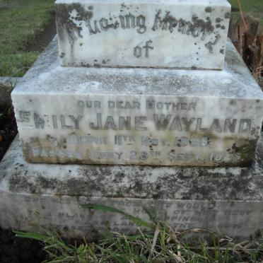 WAYLAND Emily Jane 1856-1929 :: PURDON Thelma Wayland -1946