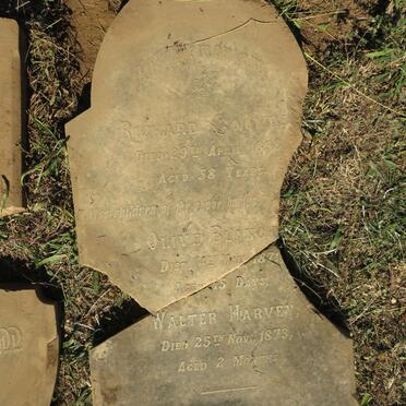 COOMBE Richard -1898 :: COOMBE Olive Blanche -1871 :: COOMBE Walter Harvey -1873