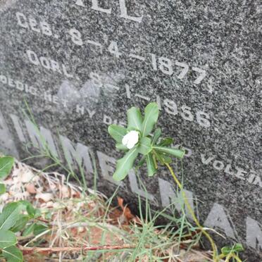 IMMELMAN Bill 1877-1956