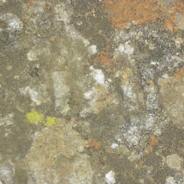 NIEKERK M.M., van nee VAN W? 1876-1911