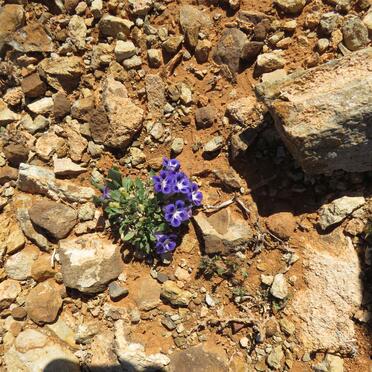 3. Lewe tussen die grafte / Life between the graves