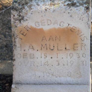 MULLER H.A. 1930-1931