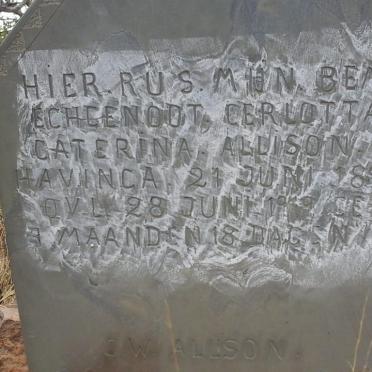 ALLISON Cerlotta Caterina nee HAVINGA 1895-1919
