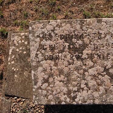 STEYN 1951-1951