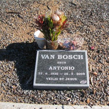 BOSCH Albertus G., van 1893-1972 &amp; Janetha J. 1896-1942 :: VAN BOSCH Antonio 1930-2009
