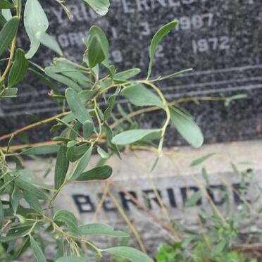 BERRIDGE Cyril Ernest 1907-1972 &amp; Mary Kathleen 1902-1966