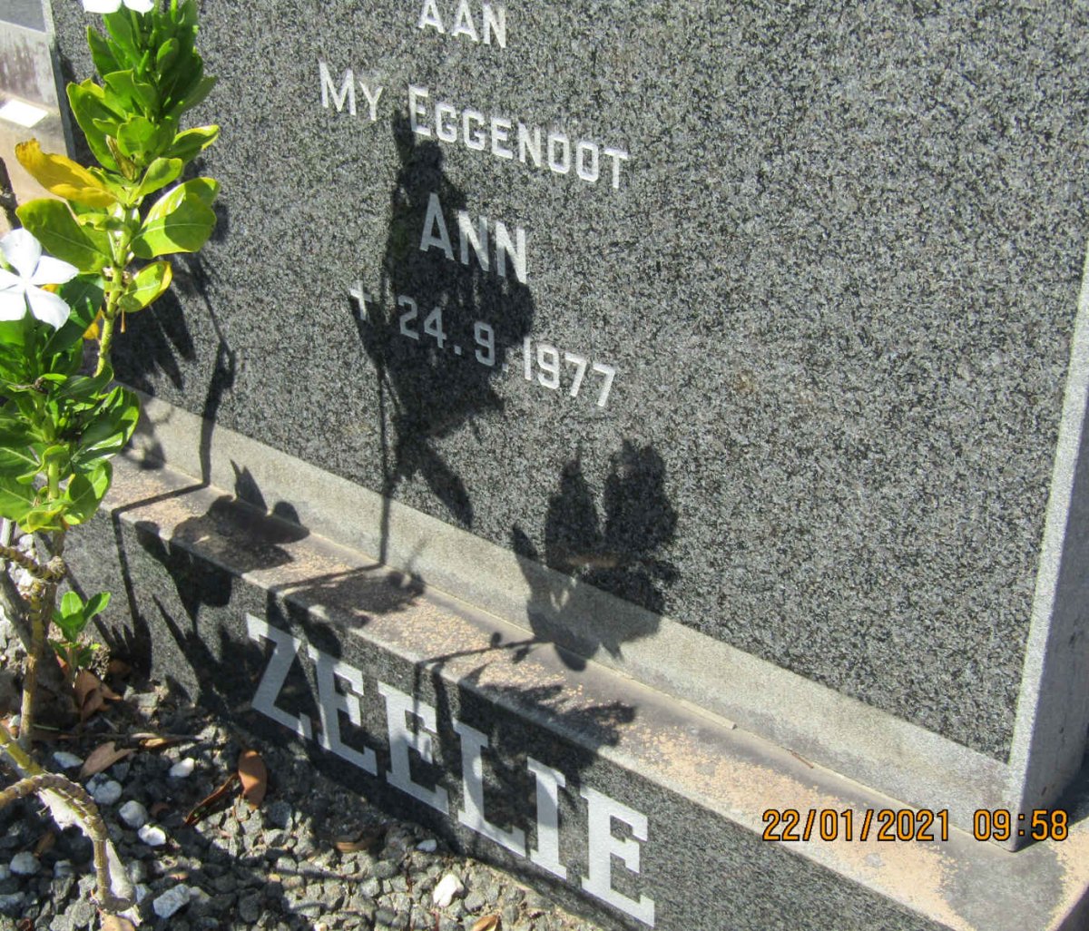ZEELIE Ann -1977