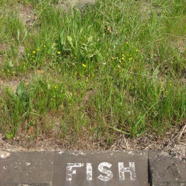 FISH