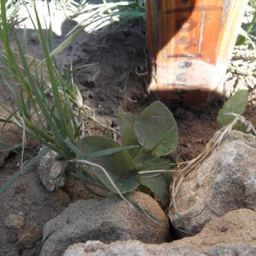 ELBRECHT ? 2009-2009