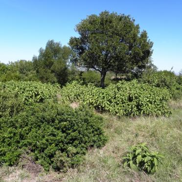 1. Overview