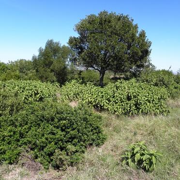 1. Overview