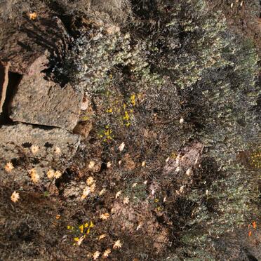 unknown grave