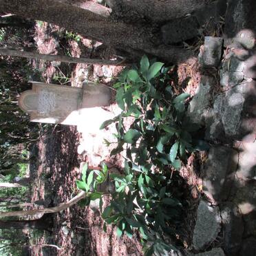 ADONIS Frank Mickel 1882-1918