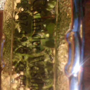 WESTHUIZEN J.C., van der 1975-2010