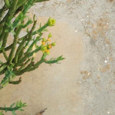 ? Stone illegible
