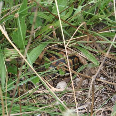 4. Mountain tortoise checking on the graves