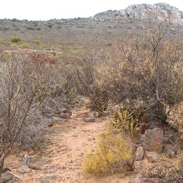 ? Unmarked grave with stones