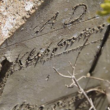 WESTHUISEN F., v.d. 1887-1932