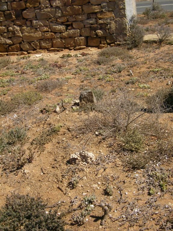 5. Unmarked grave at Katharine Elizabeth Fryer's right side