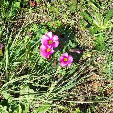 3. Wild flowers