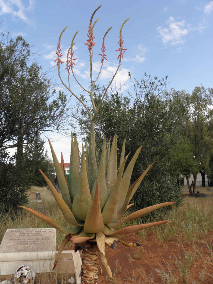 KOTZE Susanna Christina 1862-1941