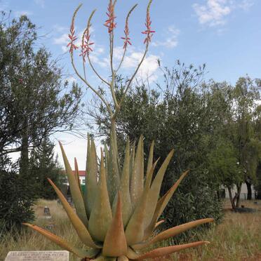 KOTZE Susanna Christina 1862-1941