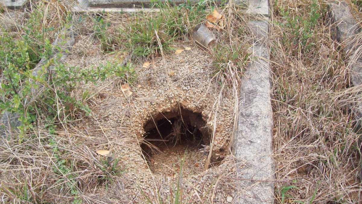 5. Overview of BRANIFF Grave with animal hole